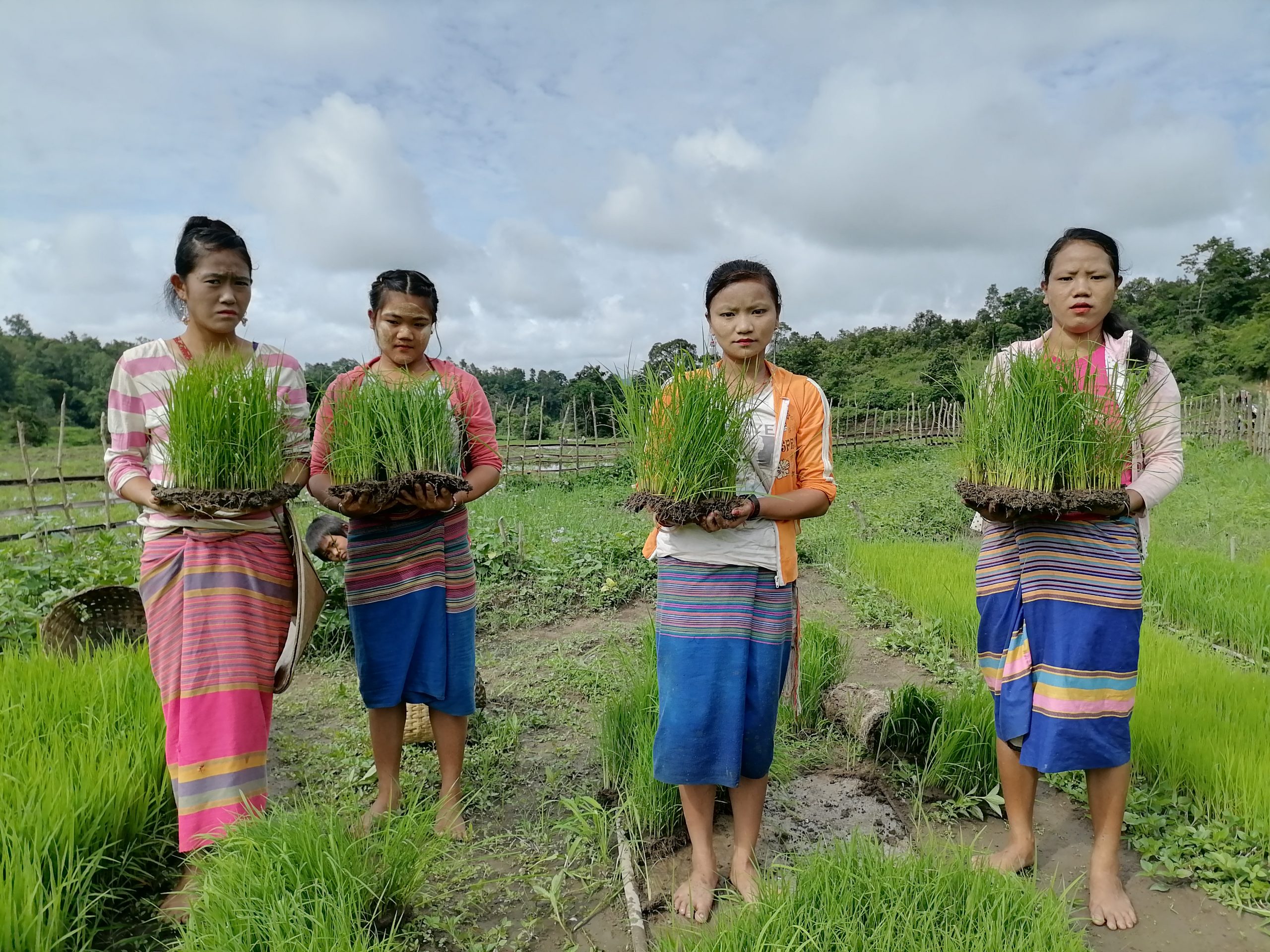 Paddy seed production demonstration plot in Wan Khon village. Photo Credit: Trócaire