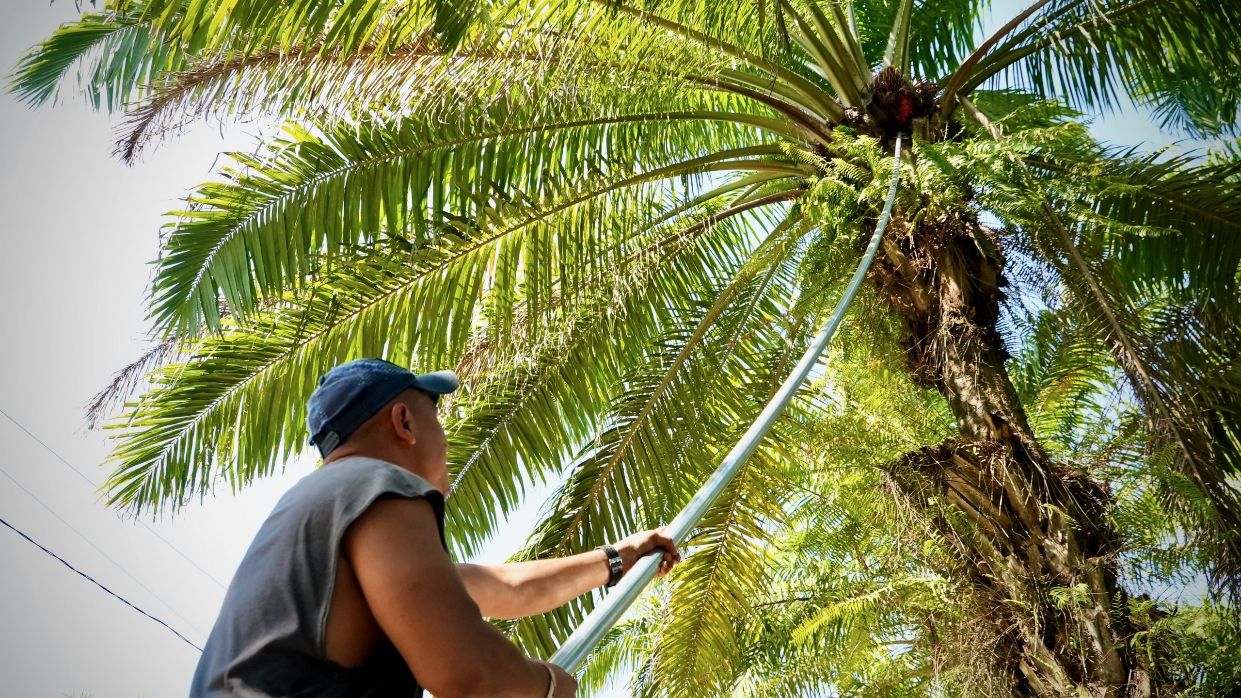 A local farmer in Honduras extracting palm oil fruits from an African palm oil tree. Photo: Gerardo Aguilar/Trócaire